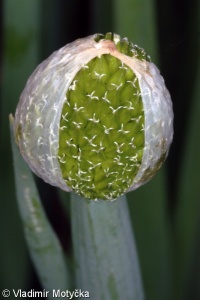Allium fistulosum – cibule zimní