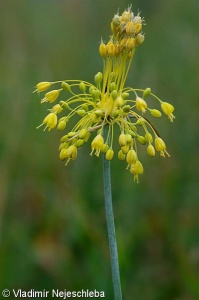 Allium flavum subsp. flavum – česnek žlutý pravý