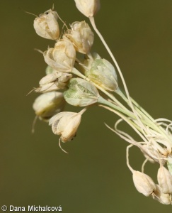 Allium flavum – česnek žlutý