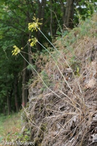 Allium flavum subsp. flavum – česnek žlutý pravý