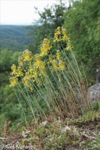 Allium flavum