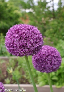 Allium giganteum – česnek obrovský