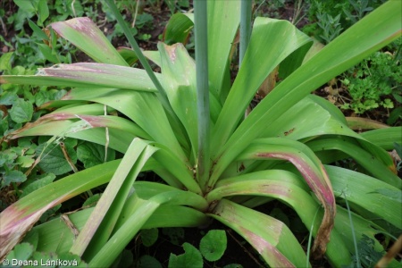 Allium giganteum