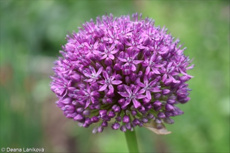 Allium giganteum