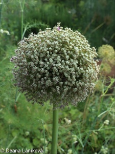 Allium giganteum – česnek obrovský