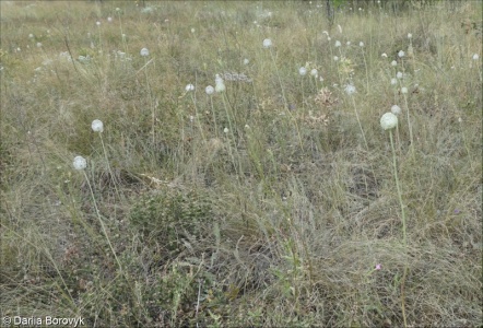 Allium guttatum