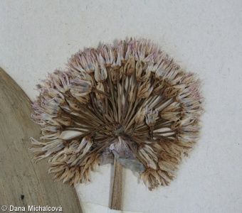 Allium karataviense – česnek karatavský