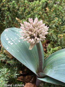 Allium karataviense – česnek karatavský