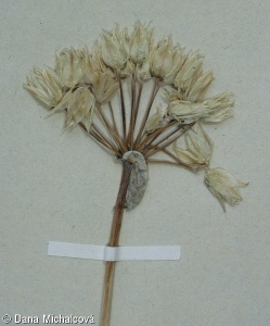 Allium moly subsp. glaucescens