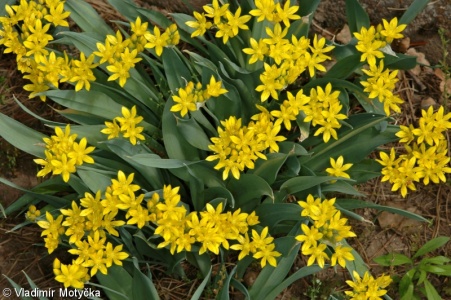 Allium moly – česnek zlatožlutý