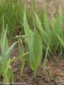 Allium moly subsp. glaucescens