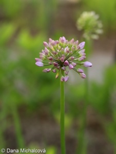 Allium nutans – česnek nicí
