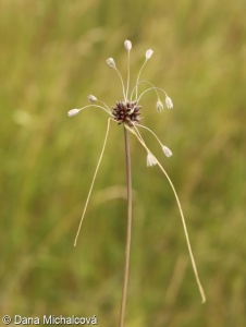 Allium oleraceum – česnek planý