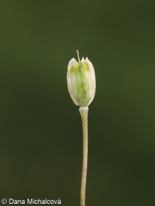 Allium oleraceum – česnek planý