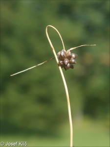 Allium oleraceum – česnek planý
