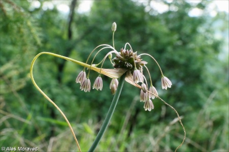 Allium oleraceum