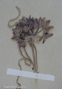 Allium oreophilum – česnek vysokohorský