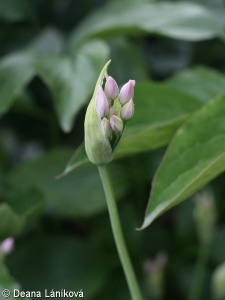Allium oreophilum – česnek vysokohorský