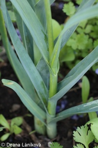 Allium porrum – pór zahradní