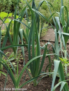 Allium porrum – pór zahradní