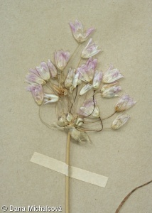 Allium roseum – česnek růžový