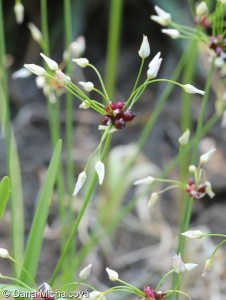 Allium roseum – česnek růžový