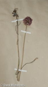 Allium rotundum – česnek kulovitý