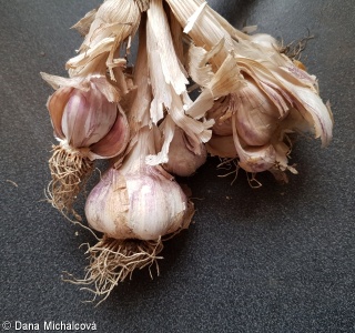 Allium sativum – česnek kuchyňský