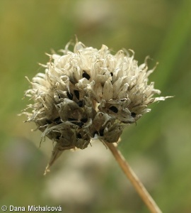 Allium schoenoprasum – pažitka pobřežní