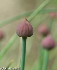 Allium schoenoprasum – pažitka pobřežní