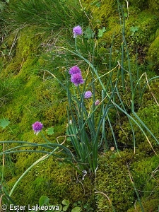 Allium schoenoprasum subsp. schoenoprasum – pažitka pobřežní pravá