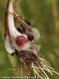 Allium scorodoprasum – česnek ořešec