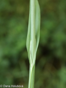 Allium scorodoprasum – česnek ořešec
