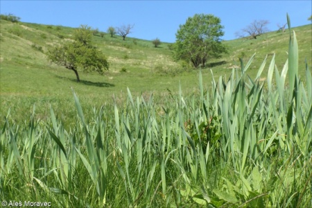 Allium scorodoprasum – česnek ořešec