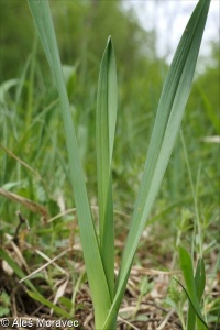 Allium scorodoprasum – česnek ořešec