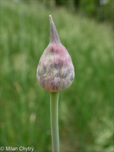 Allium scorodoprasum &ndash; česnek ořešec