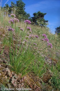 Allium senescens – česnek šerý