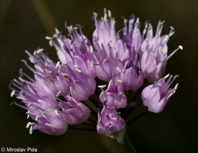 Allium senescens aggr.
