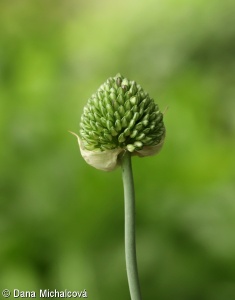 Allium sphaerocephalon subsp. sphaerocephalon – česnek kulatohlavý pravý