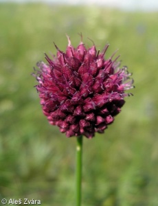 Allium sphaerocephalon – česnek kulatohlavý
