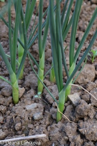 Allium sphaerocephalon