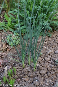 Allium sphaerocephalon