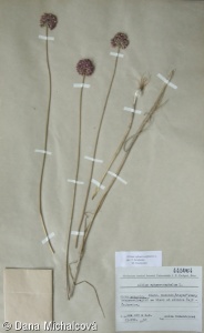 Allium sphaerocephalon subsp. sphaerocephalon – česnek kulatohlavý pravý