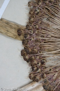Allium stipitatum – česnek stopečkatý