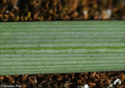 Allium strictum – česnek tuhý