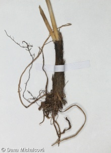 Allium strictum – česnek tuhý