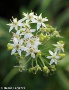 Allium tuberosum – česnek hlíznatý (“čínská pažitka”)