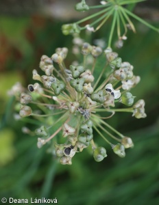 Allium tuberosum – česnek hlíznatý (“čínská pažitka”)