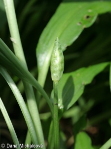 Allium ursinum – česnek medvědí