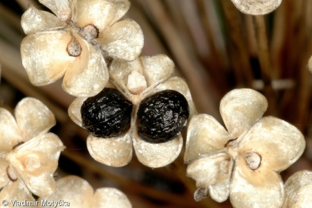 Allium victorialis – česnek hadí